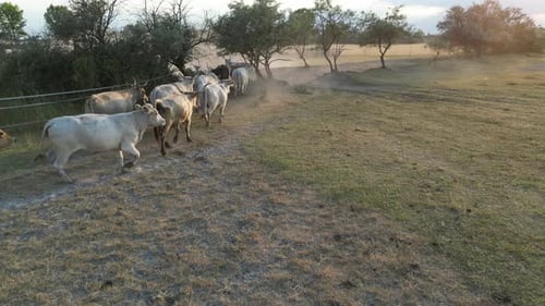 Cows Walk Across Field at Sunrise