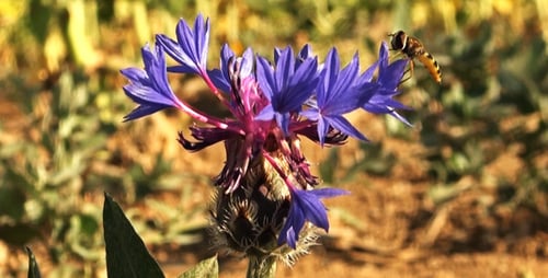 Wasp Visits Purple Flower in Rural Field