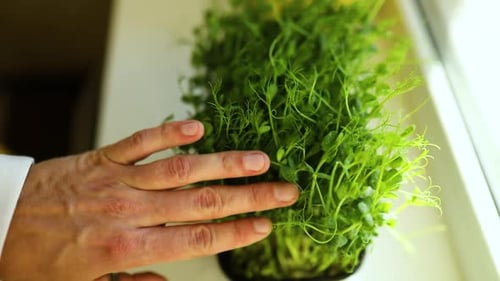 Slow motion Men's hands touch Peas microgreens sprouts with drops of water close up