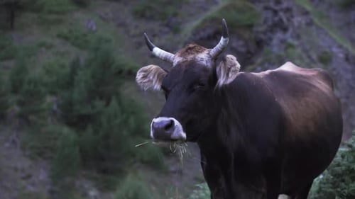 Kuh frisst abends Gras vor einem Hang mit grünen Büschen