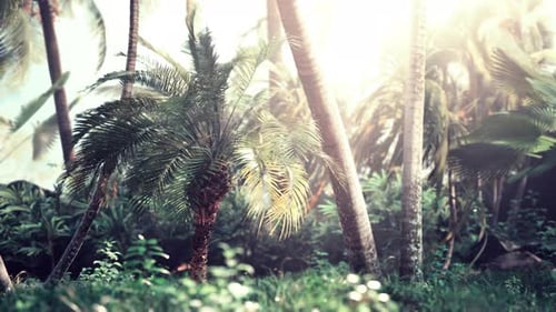 Hintergrund von natürlichen Palmblättern Baumzweig