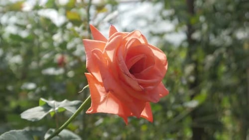 Vieille fleur de rose