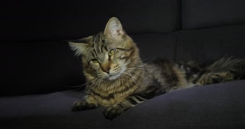 Brown Blotched Tabby Maine Coon Domestic Cat, Male laying against Black Background