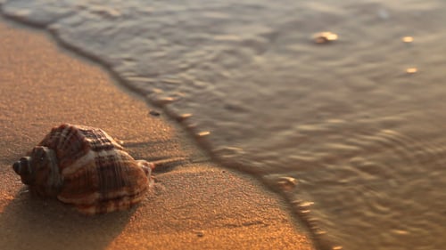 Seashell On The Golden Sand