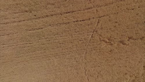 Dry Wheat field ready for harvest, Aerial footage.