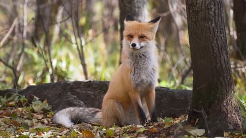 Rotfuchs im grünen Wald