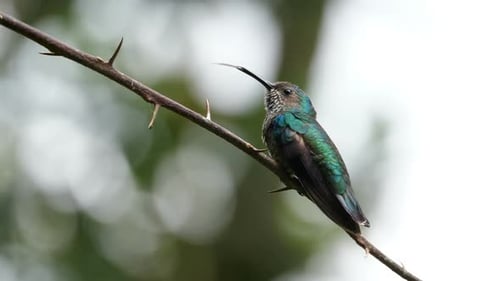 Weißhals-Jakobinvogel in seinem natürlichen Lebensraum im Wald
