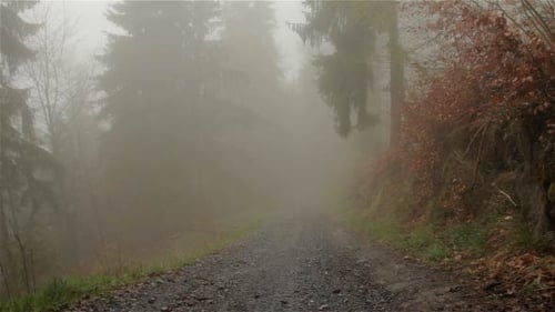 Fog Road in the Mountain Forest