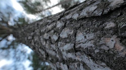 Pine Tree (2 Dolly Shots)