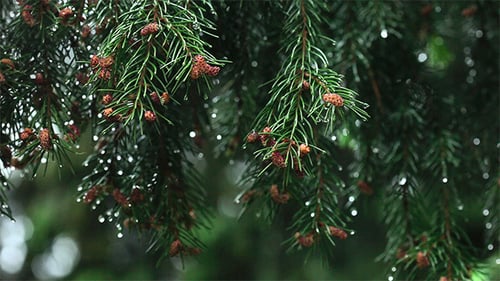 Water Droplets on Green Fir Tree Branch