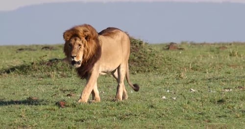 Male African Lion Walking Forward In Kenya
