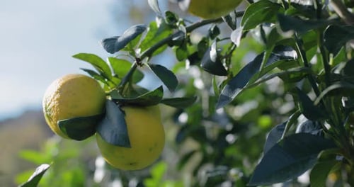 Lemons Growing on a Tree Branch
