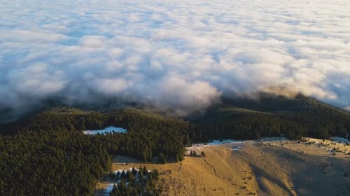 Aerial view of vibrant sunrise over grassland hills covered with evergreen spruce forest in autumn.