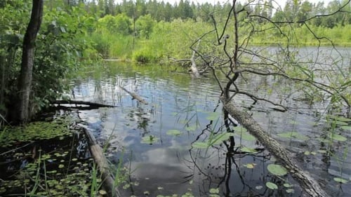 Gefallener Baum im See