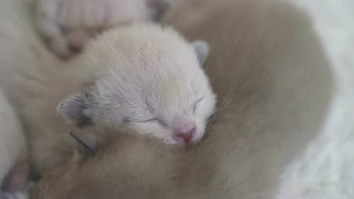 Adorable Newborn Kittens Sleeping Together in a Pile