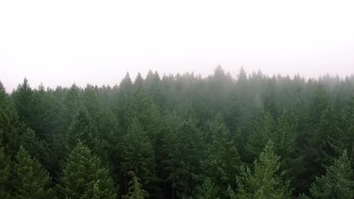 Drone Floating Over Forest Tree Tops Into Thick Fog Clouds