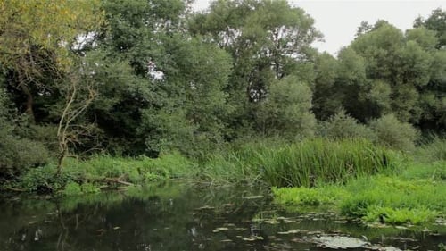 Bäume und Höhlen im Wasser