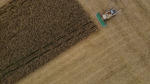 Harvesting Corn in the Autumn Field