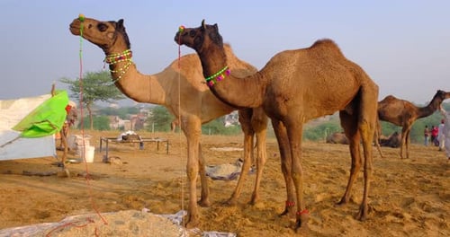 Kamele beim Pushkar Mela Camel Fair Festival auf dem Feld beim Essen und Kauen bei Sonnenaufgang. Puschkar, Rajasthan