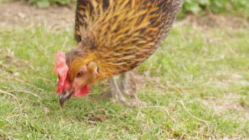 Chicken in Farm Organic Chickens Eating Grains on Free Range Farm with Green Grass Poultry Farm