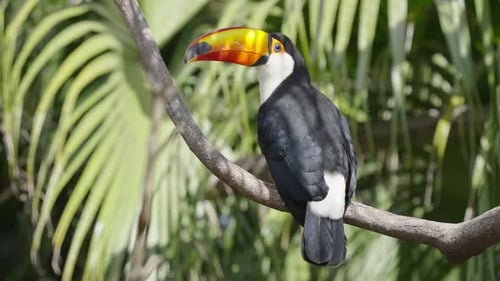 Tucán guapo tomando un descanso en la rama de un árbol en la sombra, tiro estático
