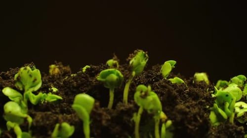 Growing seeds rising from soil time lapse 4k footage.