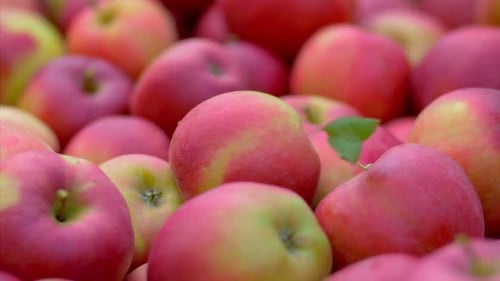 Viele rote Äpfel