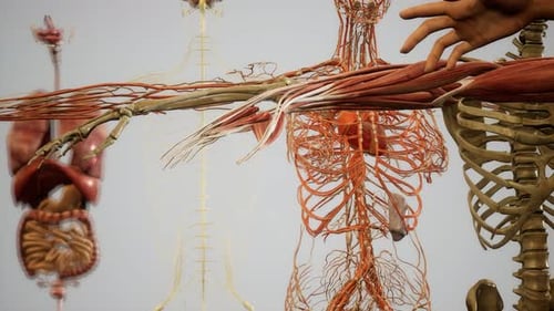 3D Animation of Human Anatomy Systems for Medical Visualization