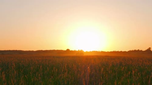 Sonnenuntergang über dem Feld