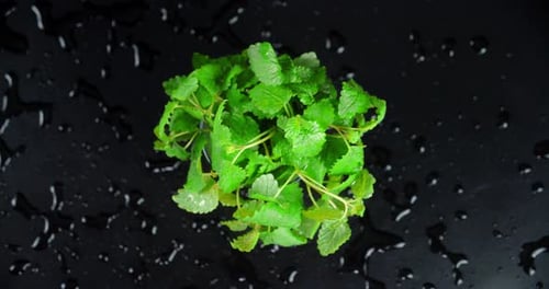 La menta aromática fresca gira lentamente.
