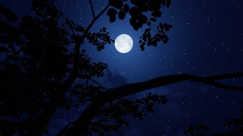 Full Moon Night Sky with Twinkling Stars and Swaying Trees