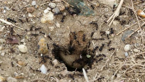 Colonie de fourmis à Ethniko Ygrotopiko, Parko, Delta, Evrou