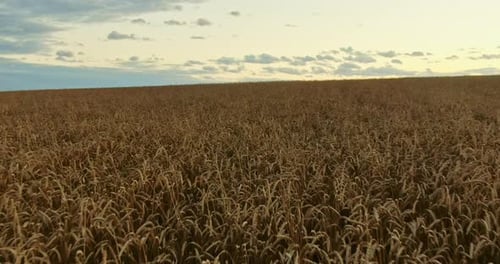 Aerial View of Golden Wheat Field at Sunset