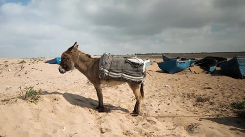 Tifnit Donkey01