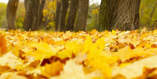 Herbstlicher Wind