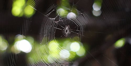 Spider Sitting Calmly in Center of its Web