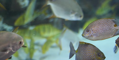 Der Fisch 11