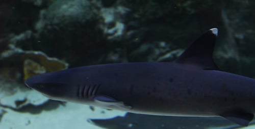 Shark and Fish Swimming Underwater in Aquarium
