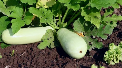 Blooming Zucchini on the Beds in the Garden