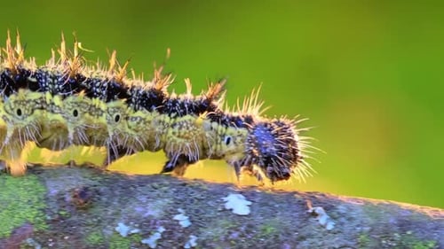 Detailed Caterpillar Crawling Across Lichen-Covered Branch