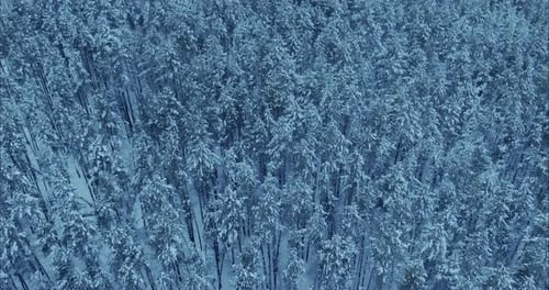 Drone Flies on the Endless Winter Forest Natural Expanses