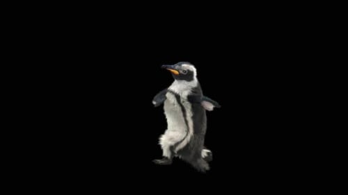 Penguin Dancing HD