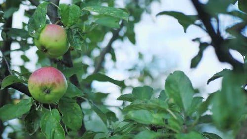 Apple Tree with Red Apples Close Up