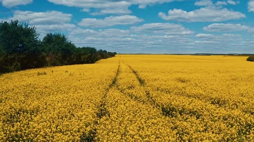 Yellow rapeseed field. Aerial view of tractor tracks in rape seed field