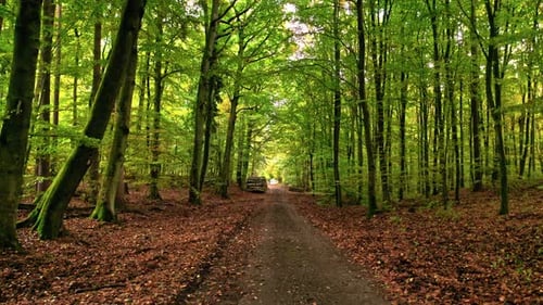 Brown leafy footpath in forest in autumn, Poland