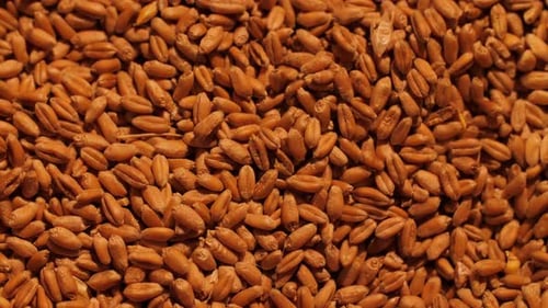 Close Up of Abundant Golden Wheat Grains