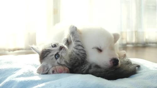 White Puppy and Tabby Kitten Cuddle Indoors