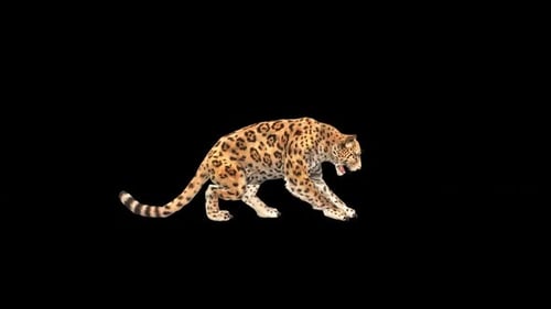 Realistic 3D Animated Leopard Running and Prowling on Alpha Channel