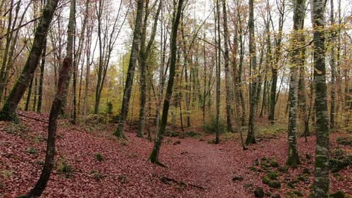 Moving Among the Beech Trees Field in Autumn