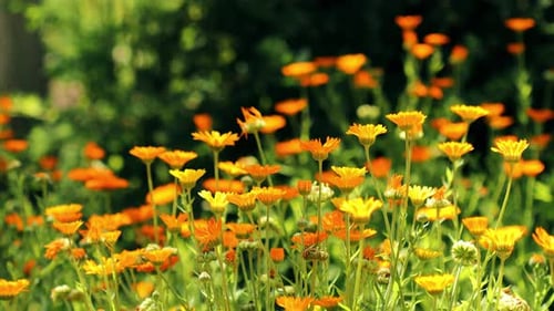 Orangenblüte von Calendula Officinalis
